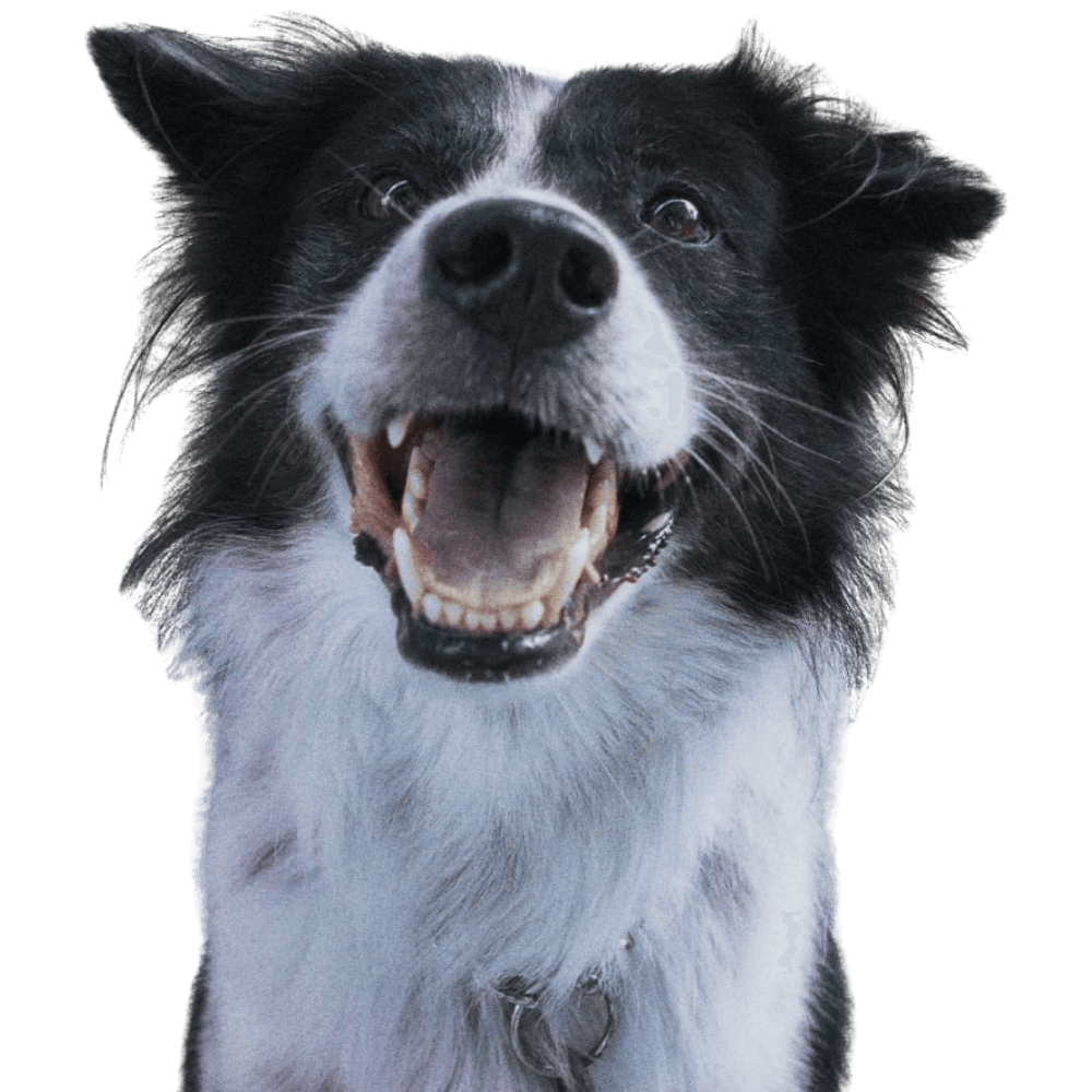 Happy Dog